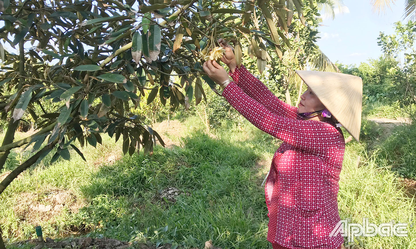 Người dân cần chủ động bảo vệ cây sầu riêng trước ảnh hưởng của hạn, xâm nhập mặn (Ảnh chụp trước thời điểm dịch bùng phát). Ảnh: MINH THÀNH.