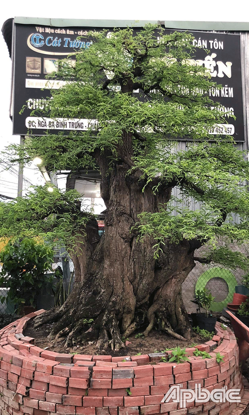 Cây me cụ với dáng trực, bề quành 3 người ôm không xuể.