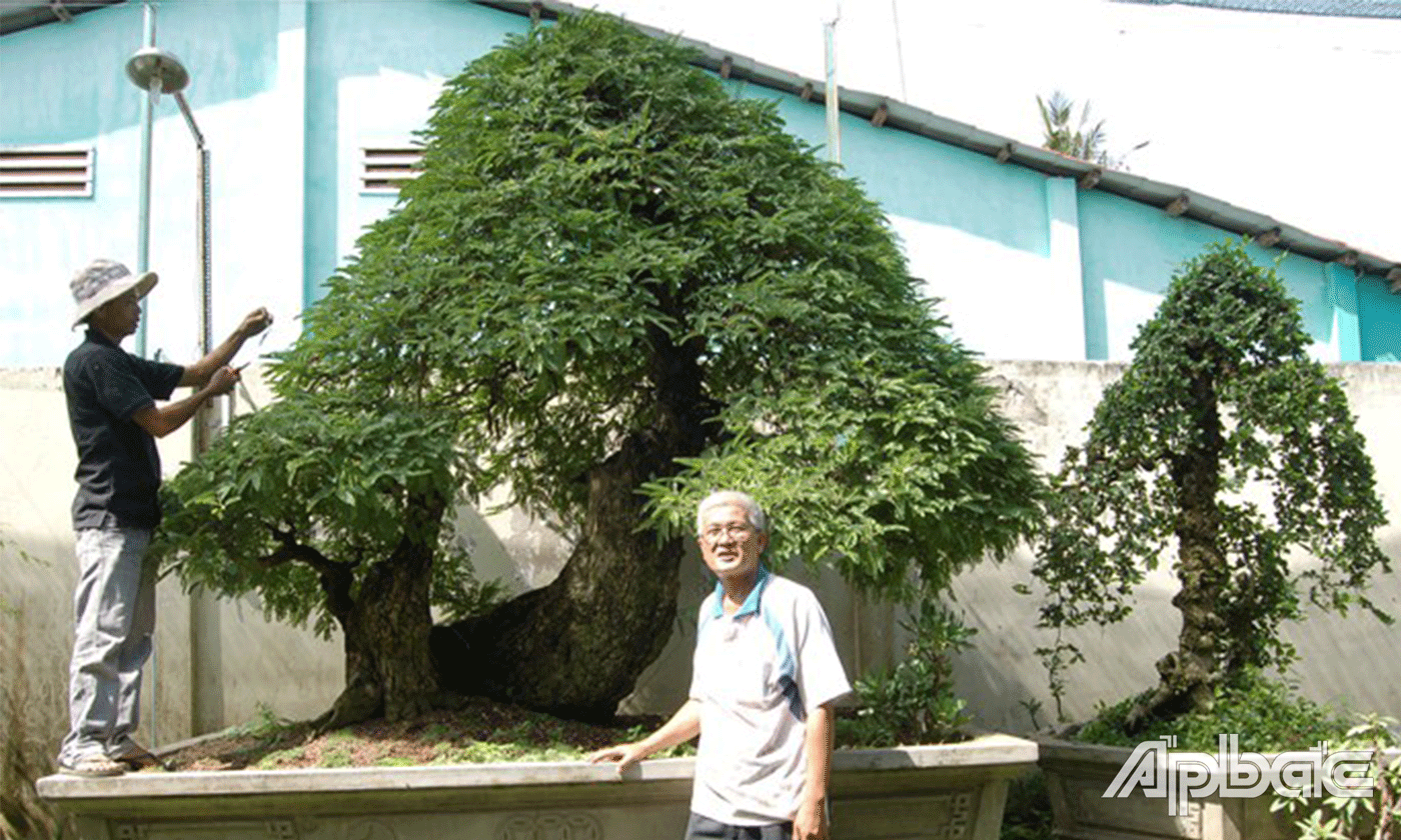 Cây me với thế mẫu tử được chú Chính chăm sóc cẩn thận.