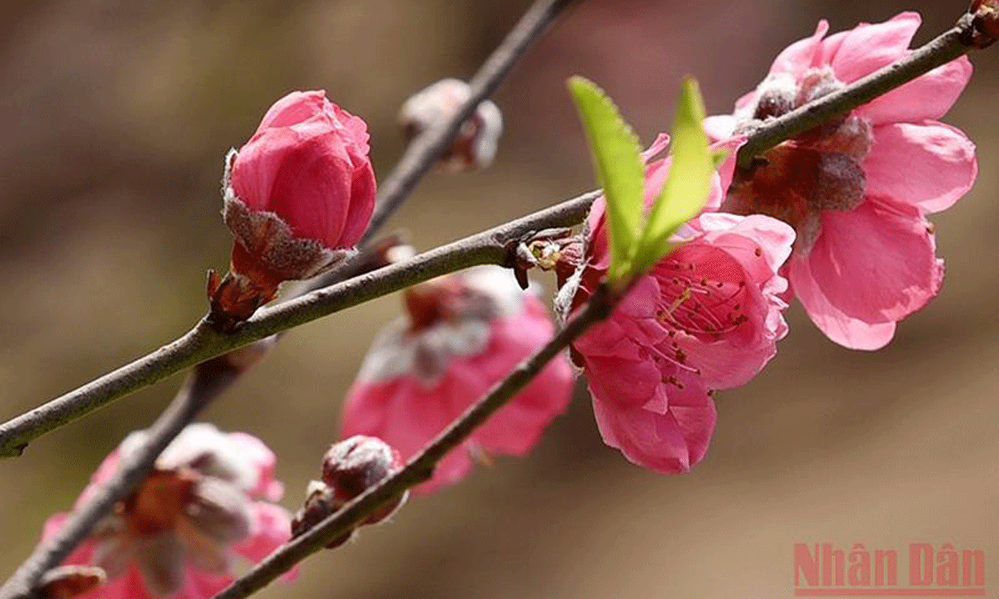Hoa đào Nhật Tân. (Ảnh minh họa: Trần Hải)