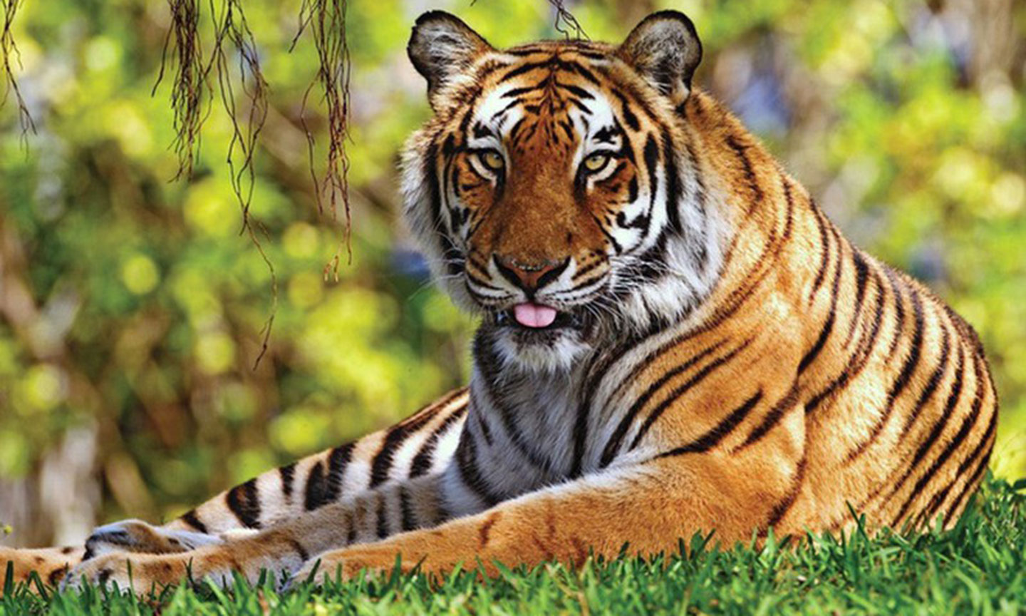 Cọp trong dân gian được nhiều nơi gọi là ông “Cả Cọp”.