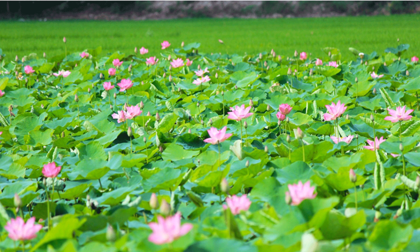 Lễ hội Sen nhằm tôn vinh hoa Sen, phát huy giá trị văn hóa - kinh tế cho các sản phẩm chế biến từ cây Sen Đồng Tháp (Ảnh minh họa:dongthap.gov.vn)
