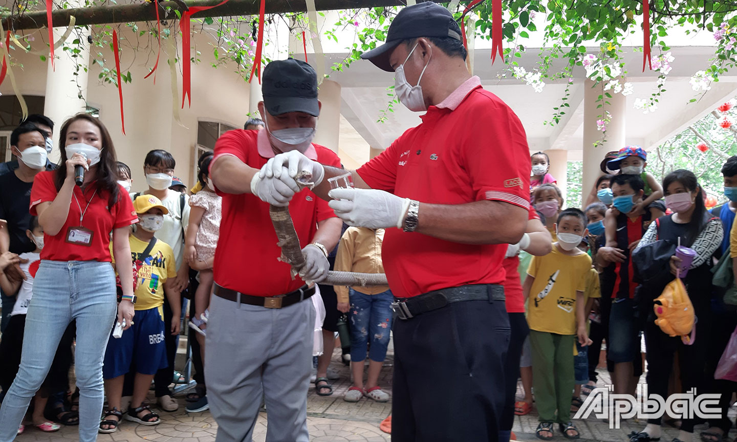 Cận cảnh lấy nọc rắn Hổ Mang chúa.