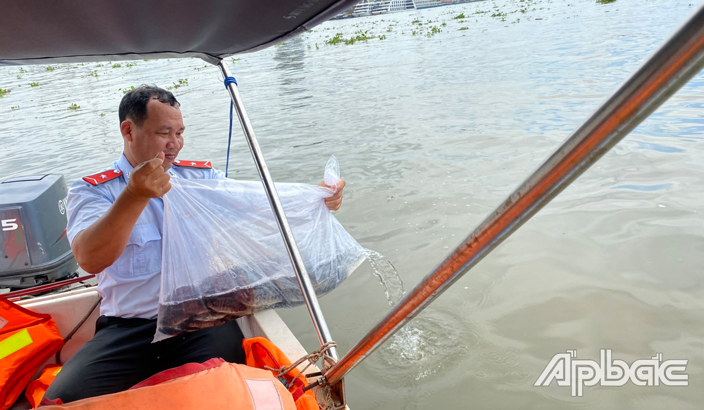 Hơn 3 tấn cá đã được thả xuống sông Tiền để tái tạo nguồn lợi thủy sản