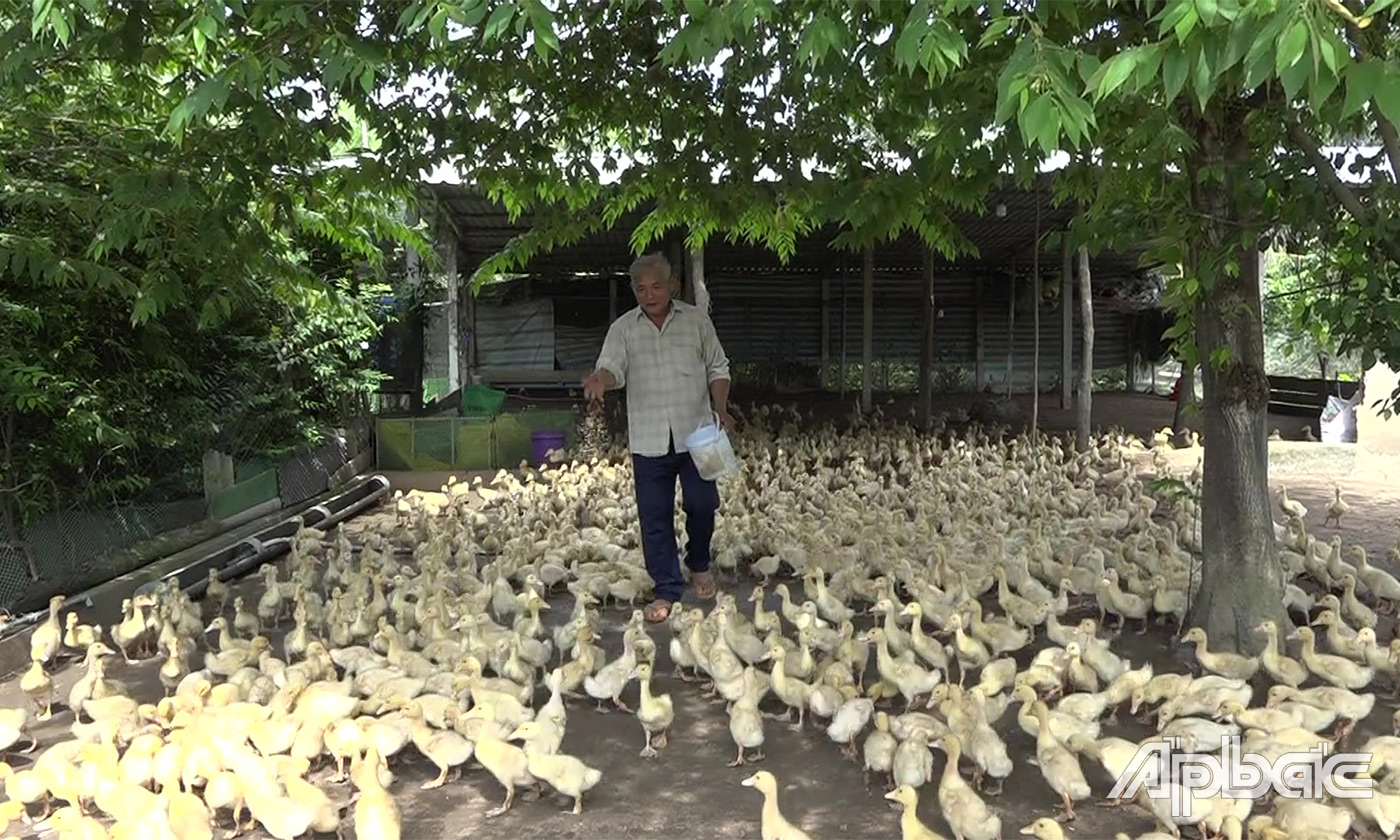 Ông Phú bên đàn vịt sieu thit 12 ngày tuổi 1.200 con