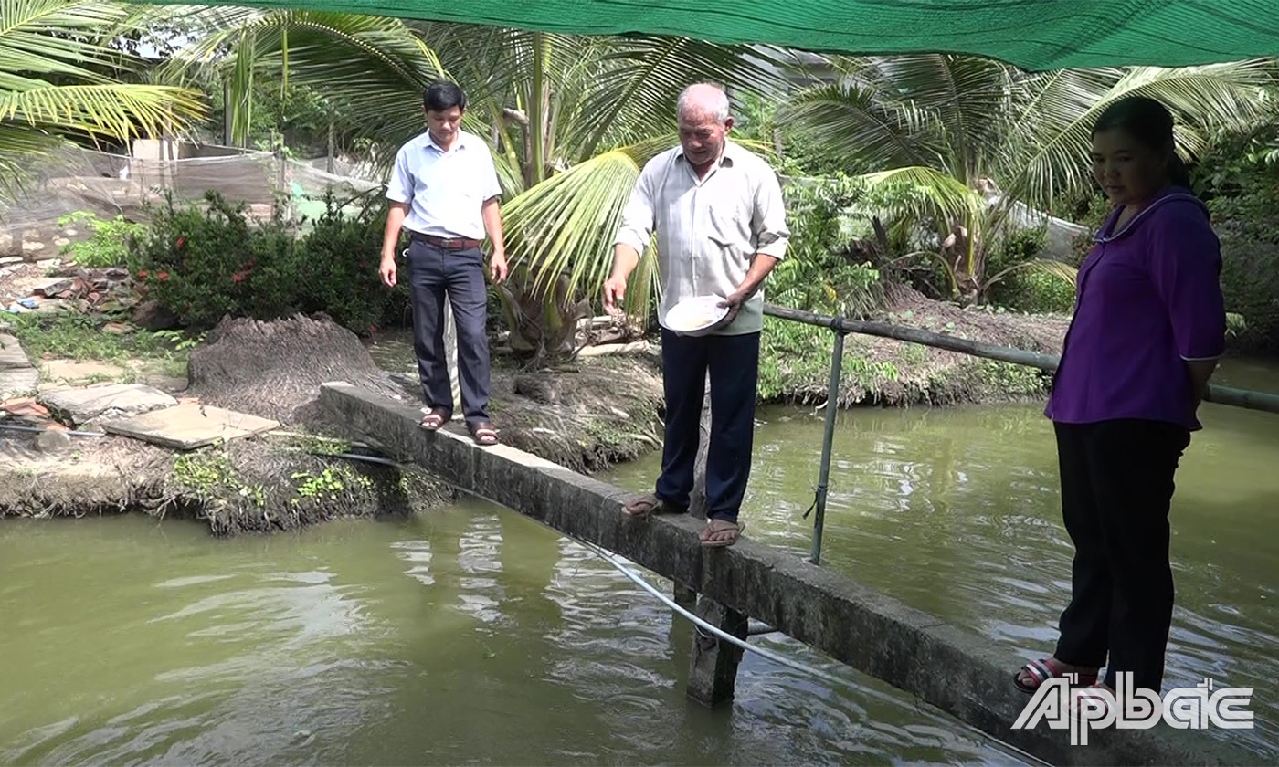 11.5 ông Phú đang cho đàn ca ăn