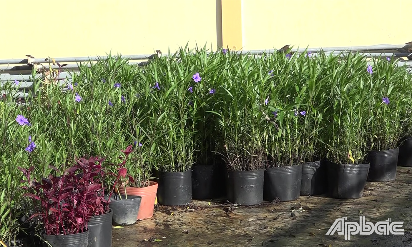 21-5 hoa chieu tim duoc luc luong nhân giống tai xã để trồng tren cac tuyen duong