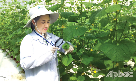 Phòng trừ sâu hại trên dưa lưới bằng biện pháp sinh học