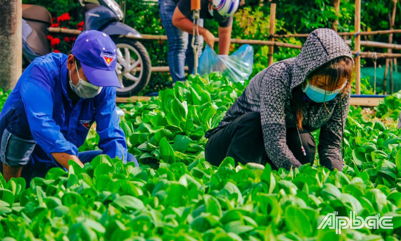 Đoàn viên thanh niên hỗ trợ người dân thu hoạch rau màu