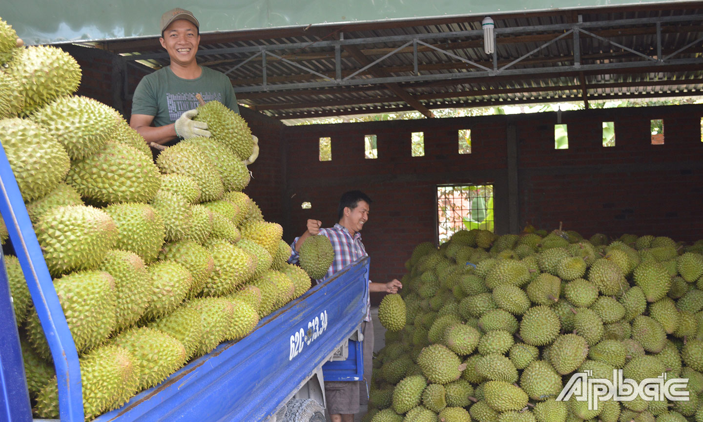 Sầu riêng Ngũ Hiệp nổi tiếng thơm ngon.                                                               Ảnh: N.L