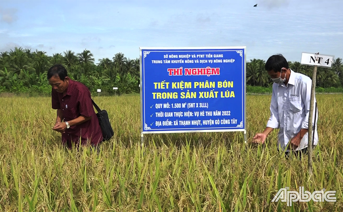 đoàn tiến hành đi thăm đồng để đánh giá, khảo sát chất lượng áp dụng định lượng tiết kiệm phân bón
