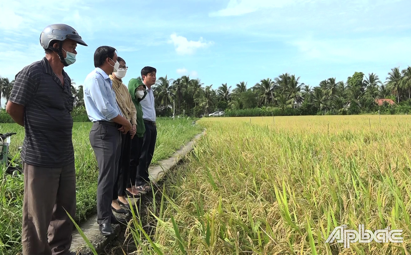 mô hình tiết kiệm phân bón trên cây lúa vụ Hè thu năm 2022 tại xã Thạnh Nhựt