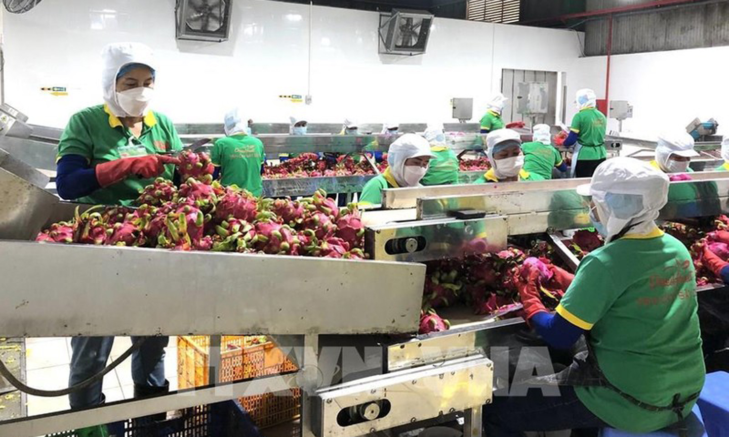 Quy trình sản xuất rất nghiêm ngặt từ khâu nhập nguyên liệu cho đến chế biến thanh long tại Đồng Nai (Ảnh: TTXVN)