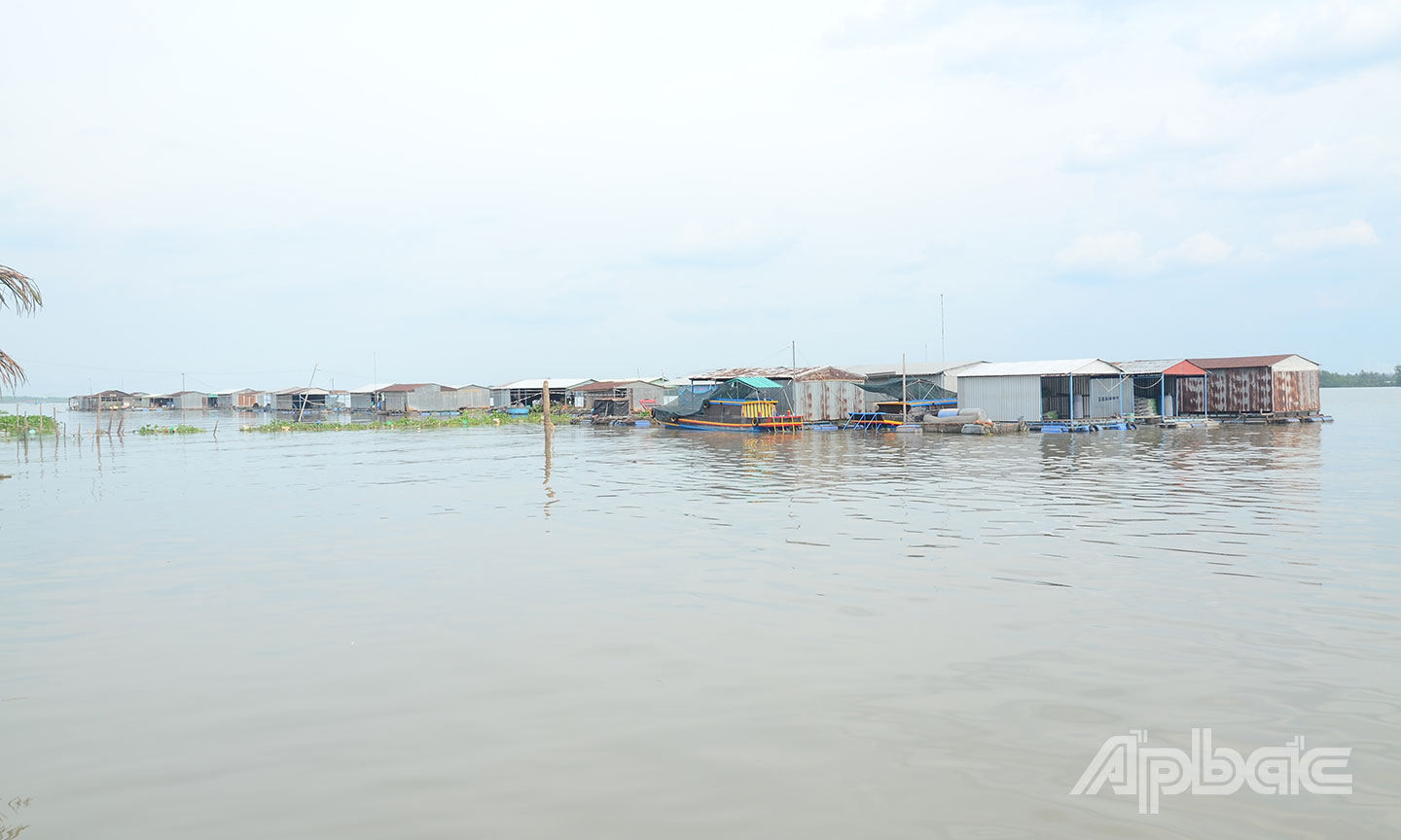 Nuôi trồng thủy sản cũng là một trong những thế mạnh của Tân Long.