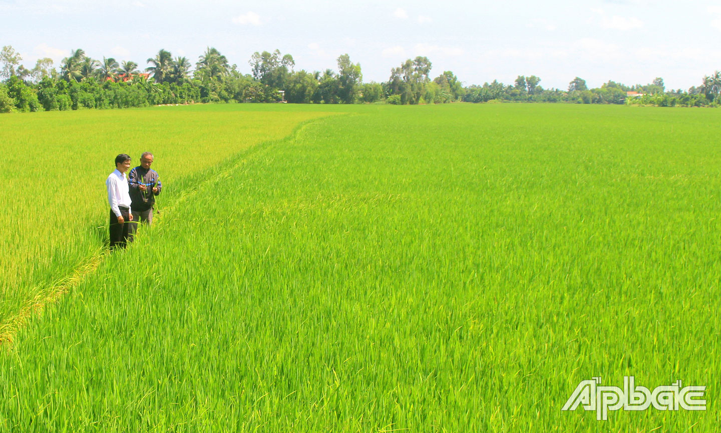 Lãnh đạo xã Mỹ Phước Tây khảo sát Cánh đồng lớn tại ấp Láng Biển.