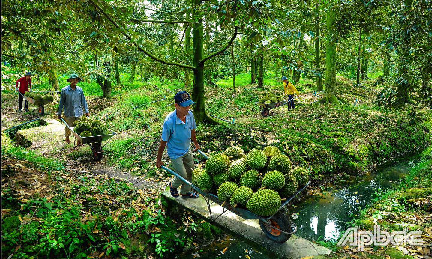 Thu hoạch sầu riêng ở xã Ngũ Hiệp. Ảnh: Duy Nhựt