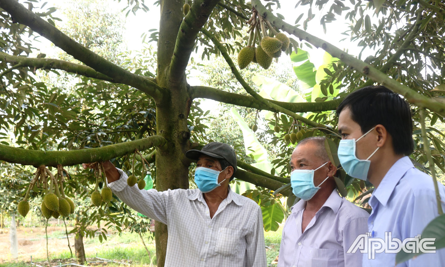  Nông dân các vùng chuyên canh sầu riêng ở huyện Cai Lậy kỳ vọng về thị trường tiêu thụ.