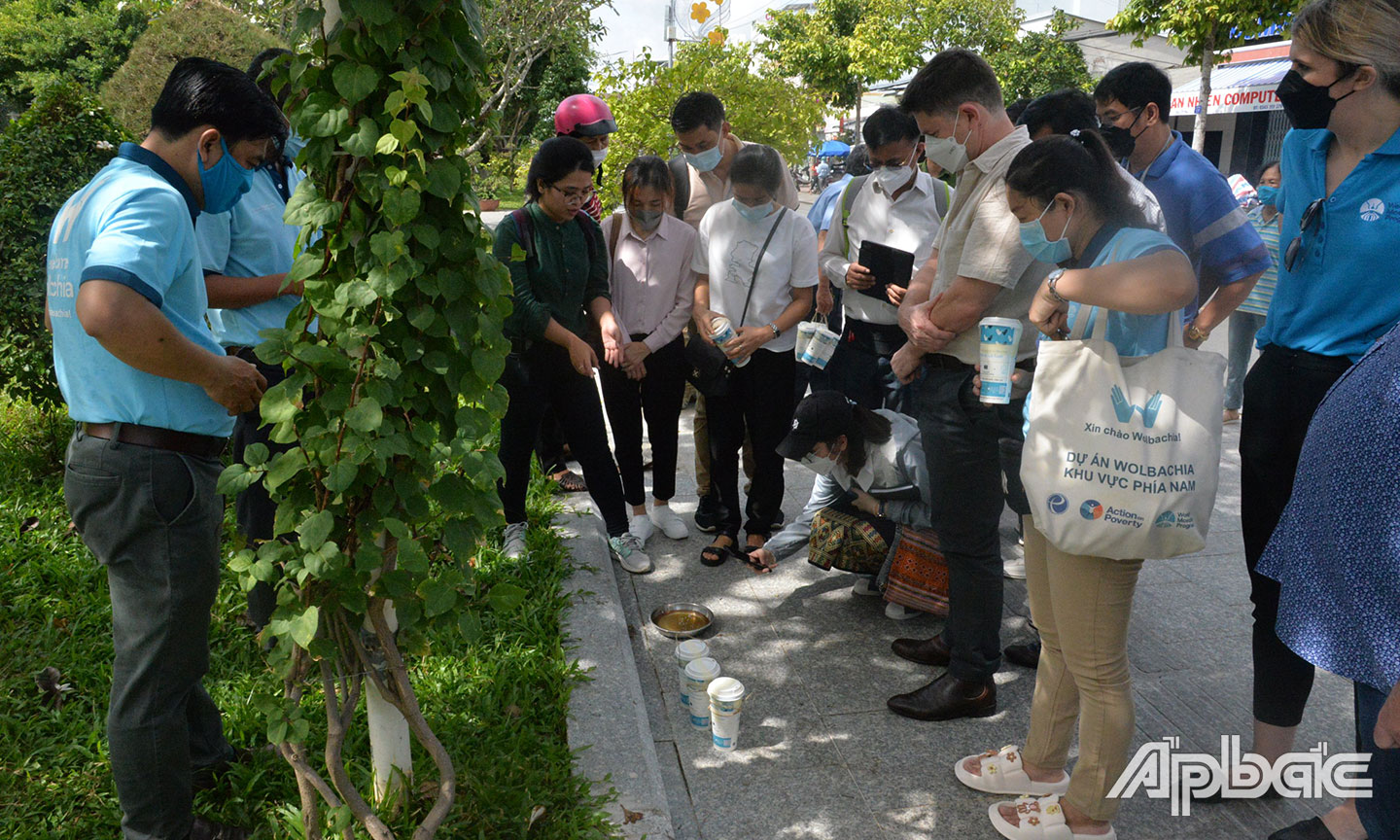 Thả muỗi vằn mang Wolbachia.