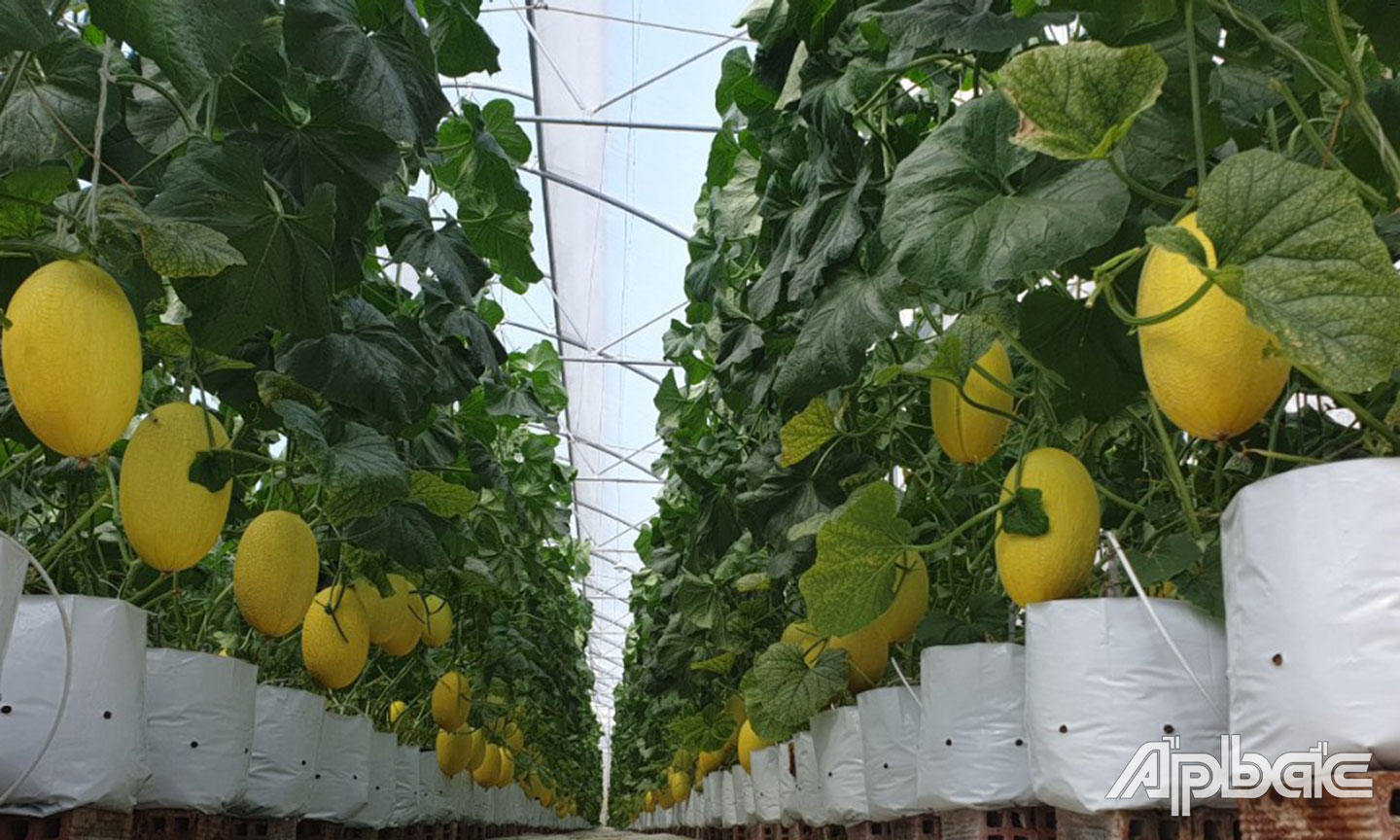 Sản xuất dưa lưới trong nhà màng đang là mô hình phát triển kinh tế tại xã Tân Mỹ Chánh.