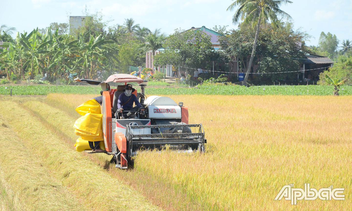 Thu hoạch lúa thu đông tại xã Tân Trung.