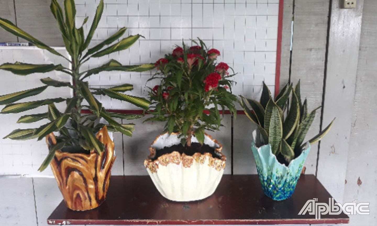 Các chậu kiểng do em Cao Hữu Tín tạo ra từ khẩu trang tái chế.