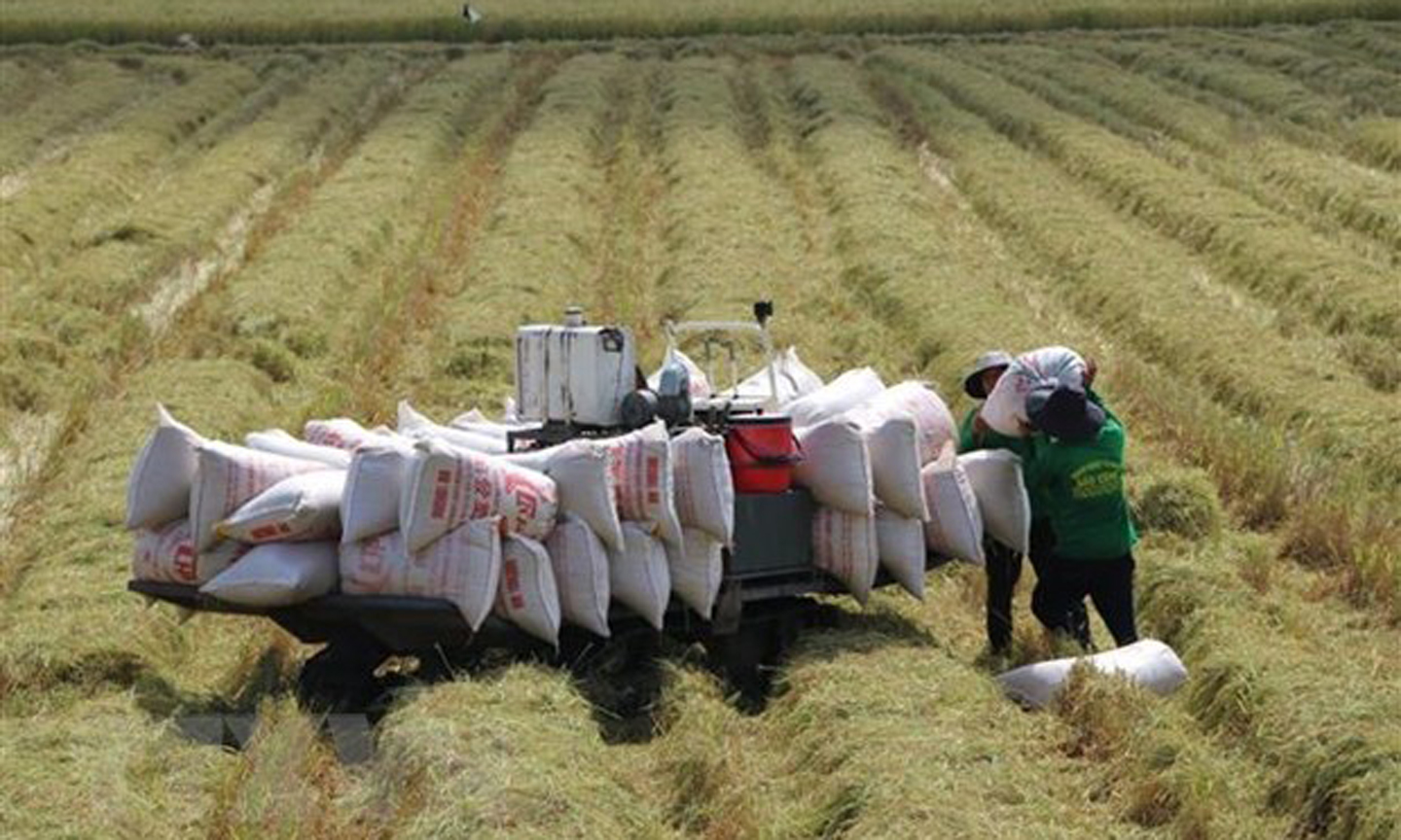 Nông dân Đồng Tháp thu hoạch lúa Thu Đông. (Ảnh: Chương Đài/TTXVN)