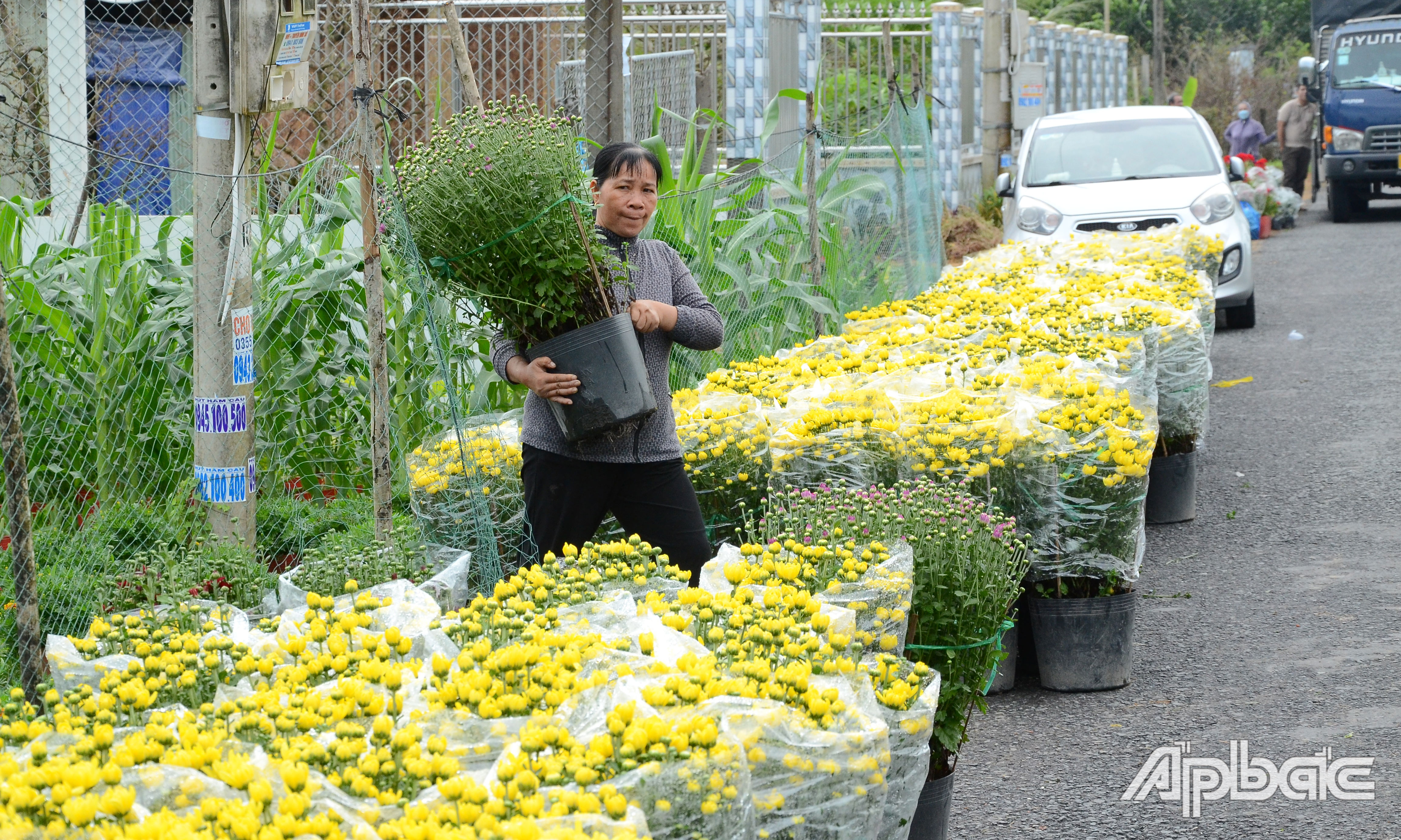 Nhà vườn vận chuyển hoa ra đường lớn để thương lái đến vận chuyển lên xe.