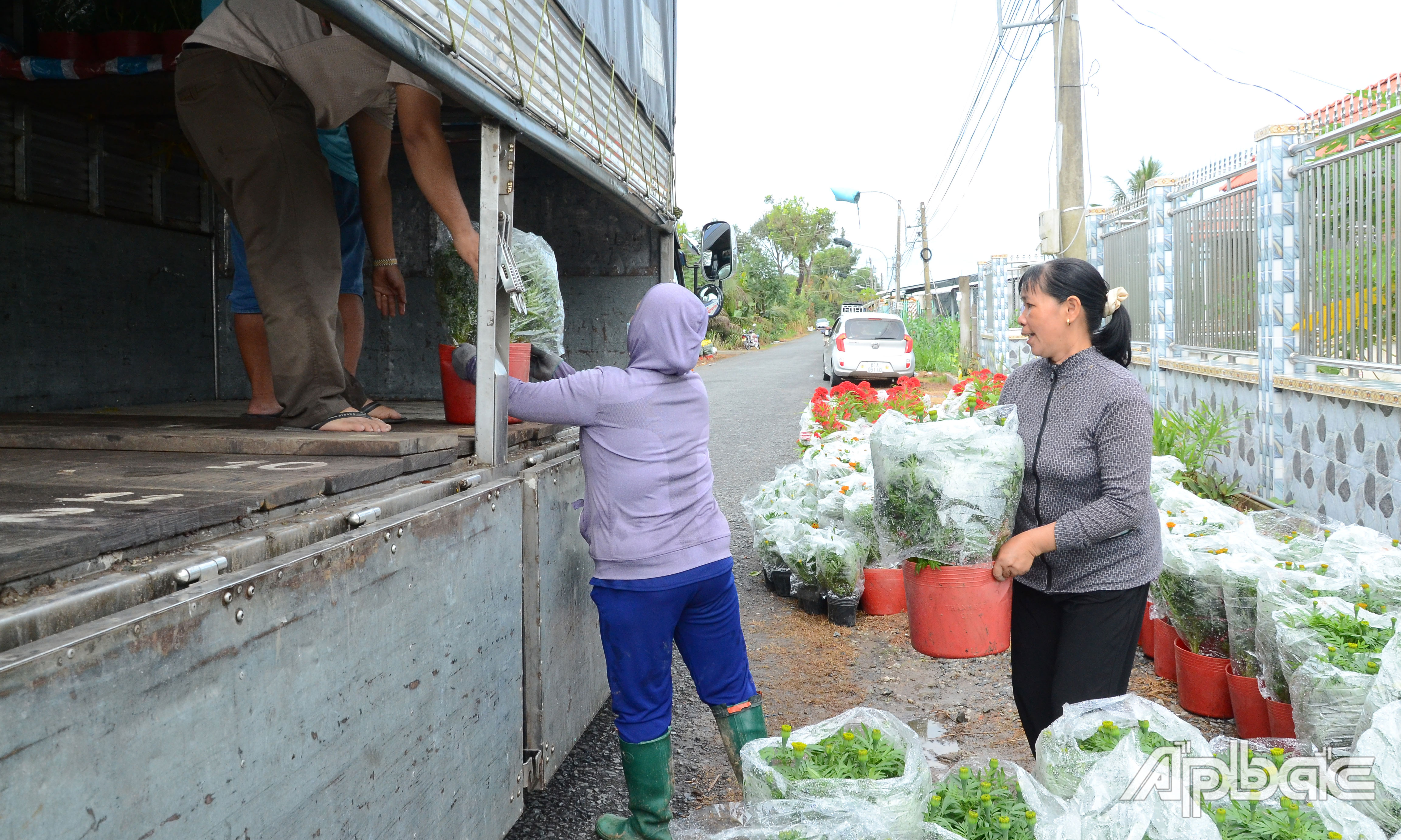 Đưa hoa tết lên xe.