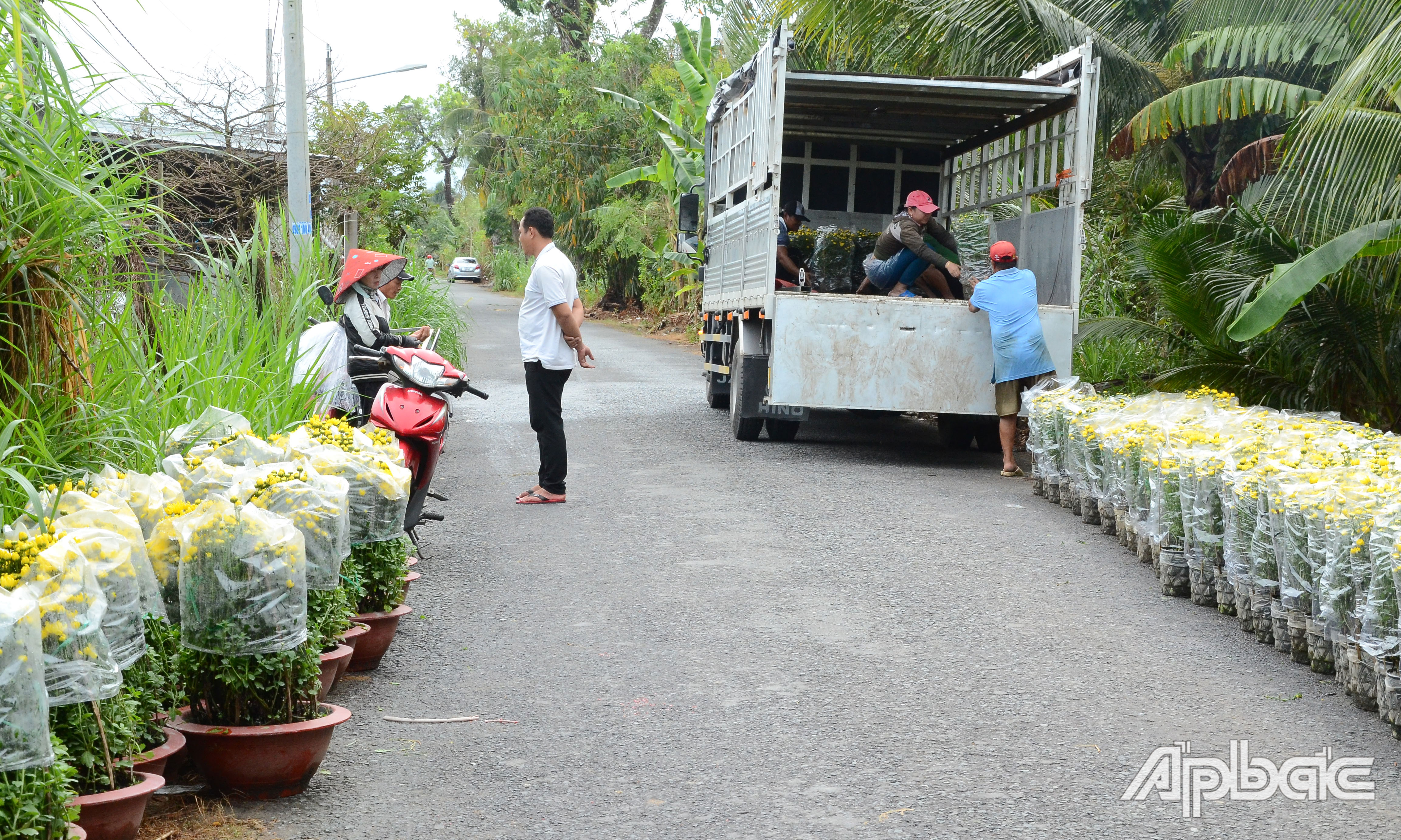 Hoa tết sắp được lên phố.