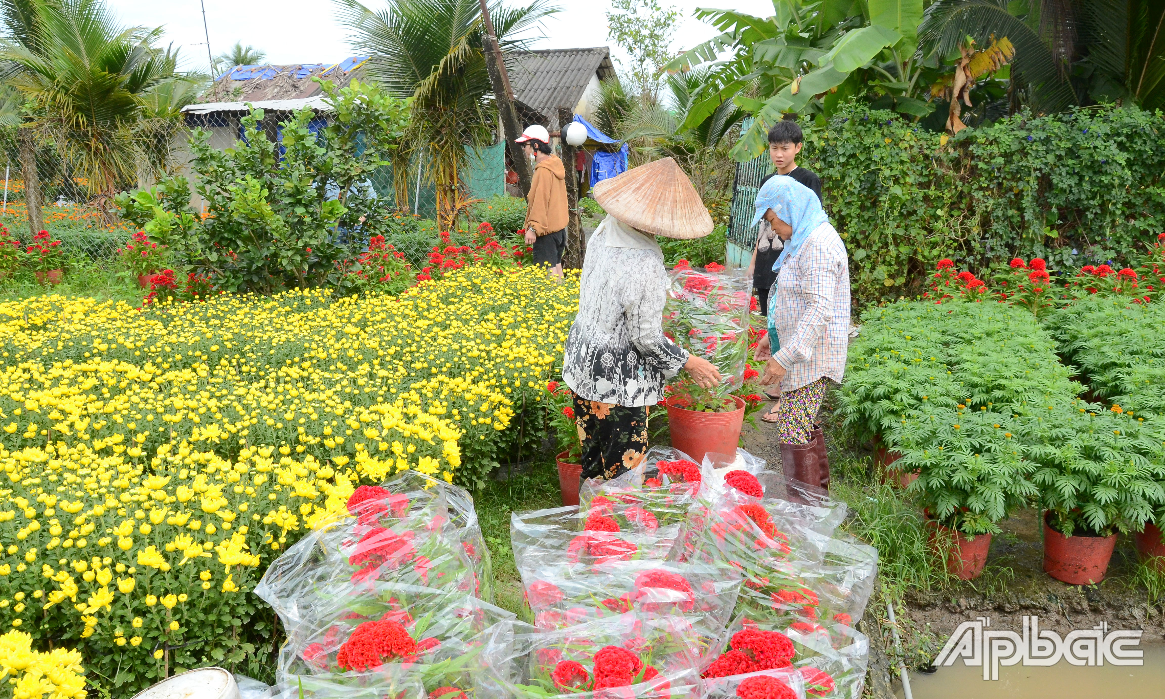 Hoa các loại có giá cao hơn năm trước khoảng 10.000 đồng/cặp.