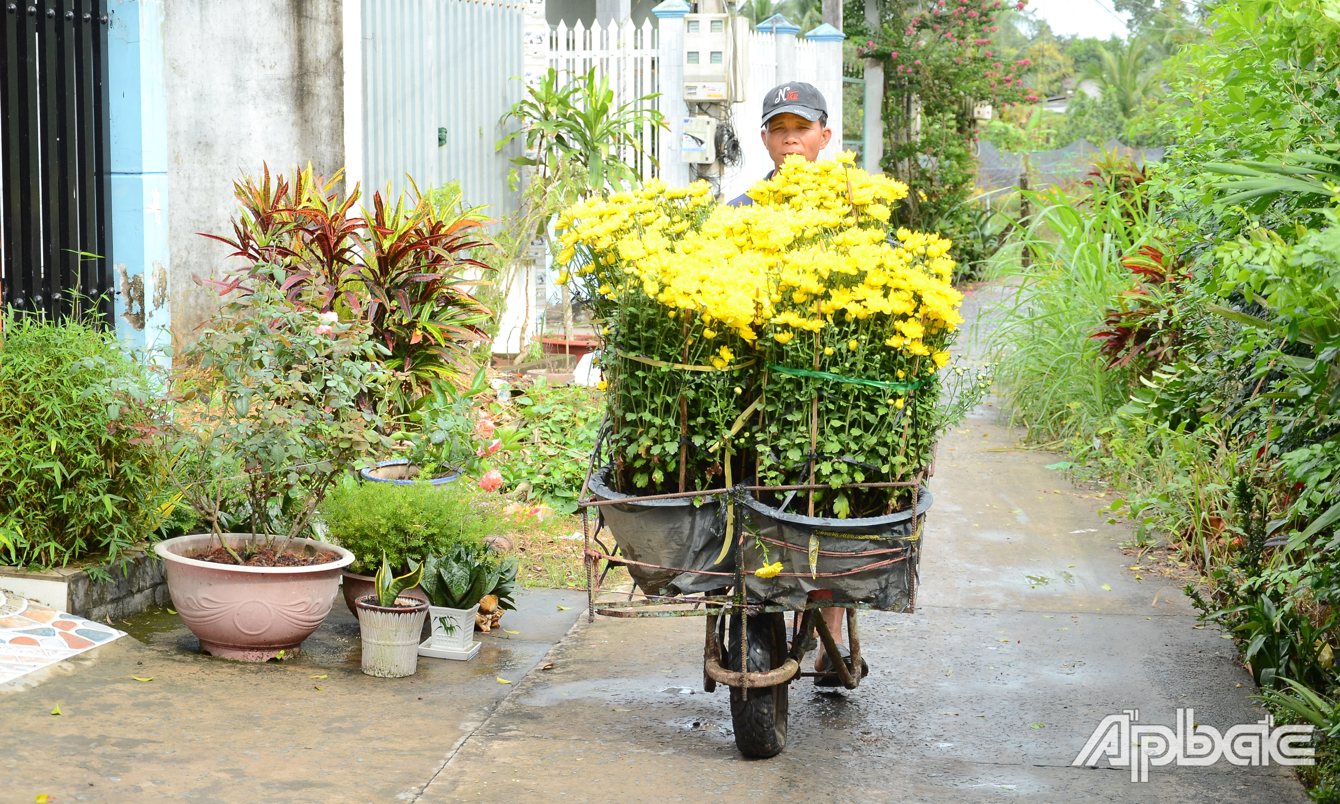 Vận chuyển hoa tết.