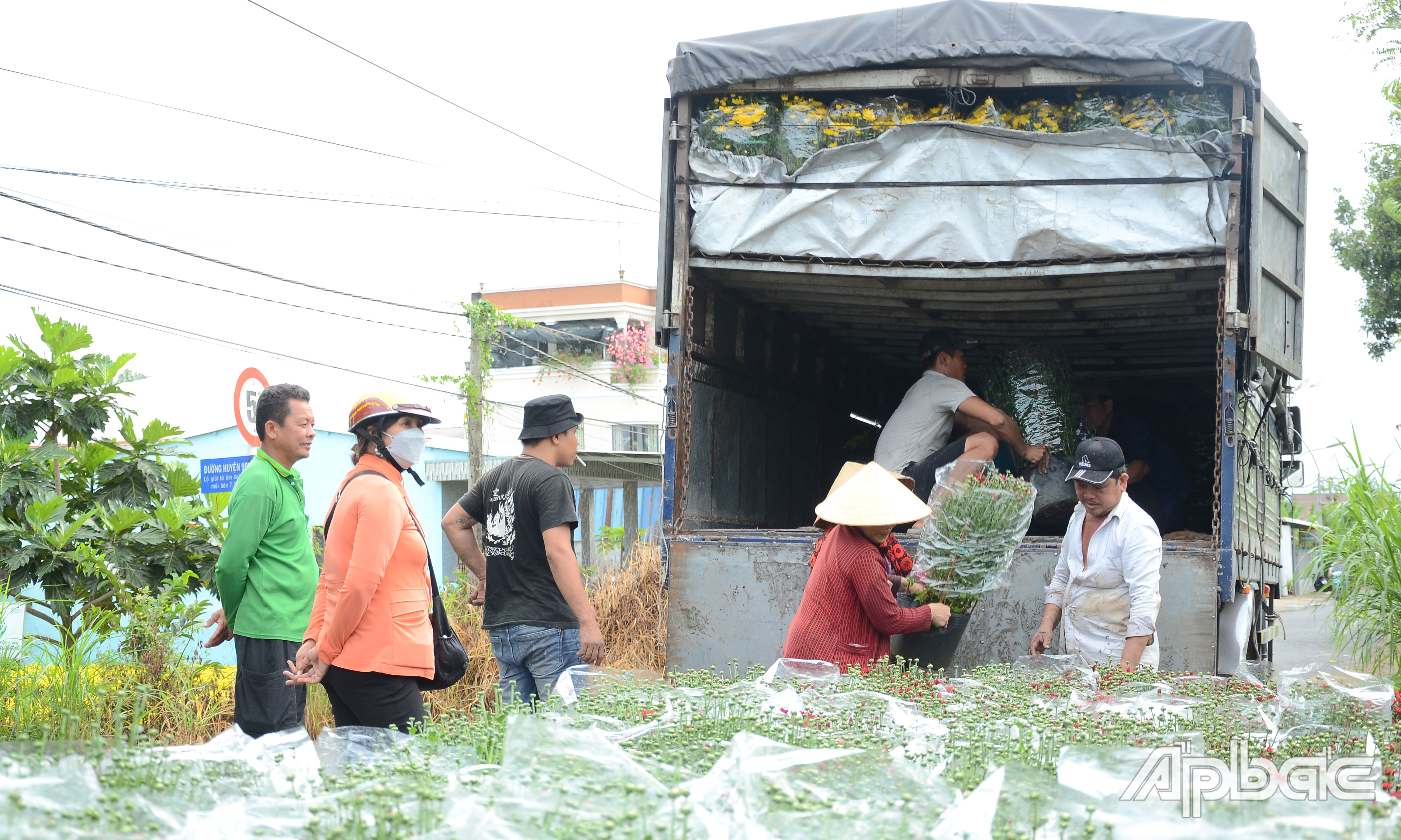 Nhiều nhà vườn thu lợi nhuận khá từ mùa hoa tết năm nay.