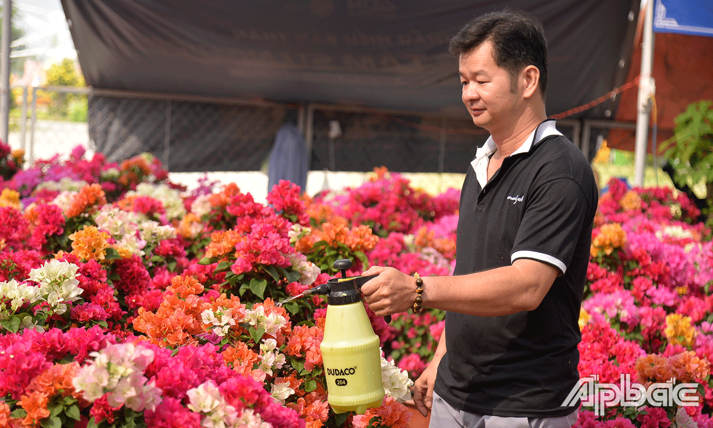 Các loại hoa giấy nhiều màu sắc.