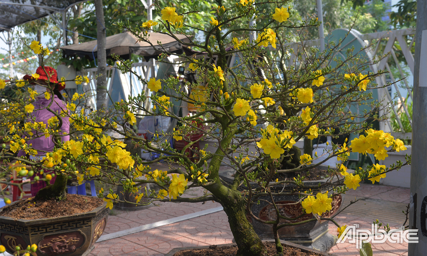 Chậu mai vàng ghép có giá trên 50 triệu đồng.
