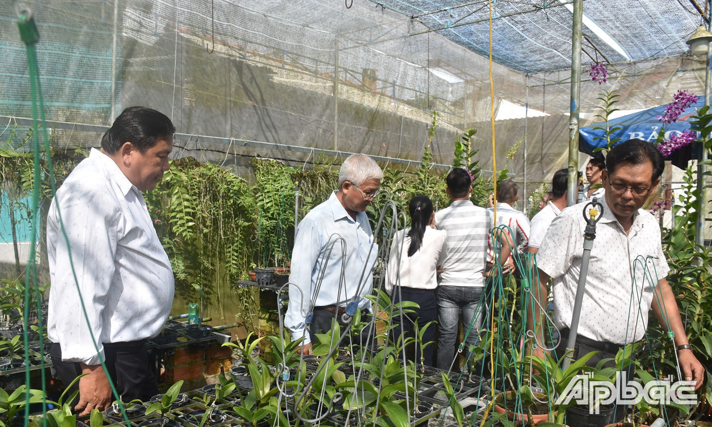 Tham quan vườn lan tại nhà ông Võ Văn Bảy.