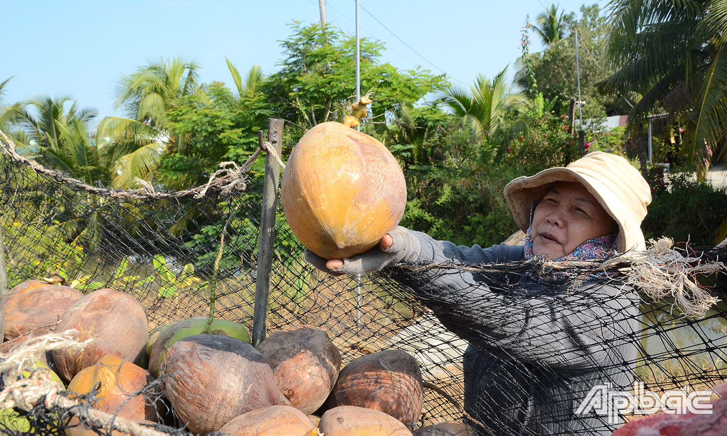 Thương lái thu hoạch dừa tươi tại xã Thanh Bình, huyện Chợ Gạo.