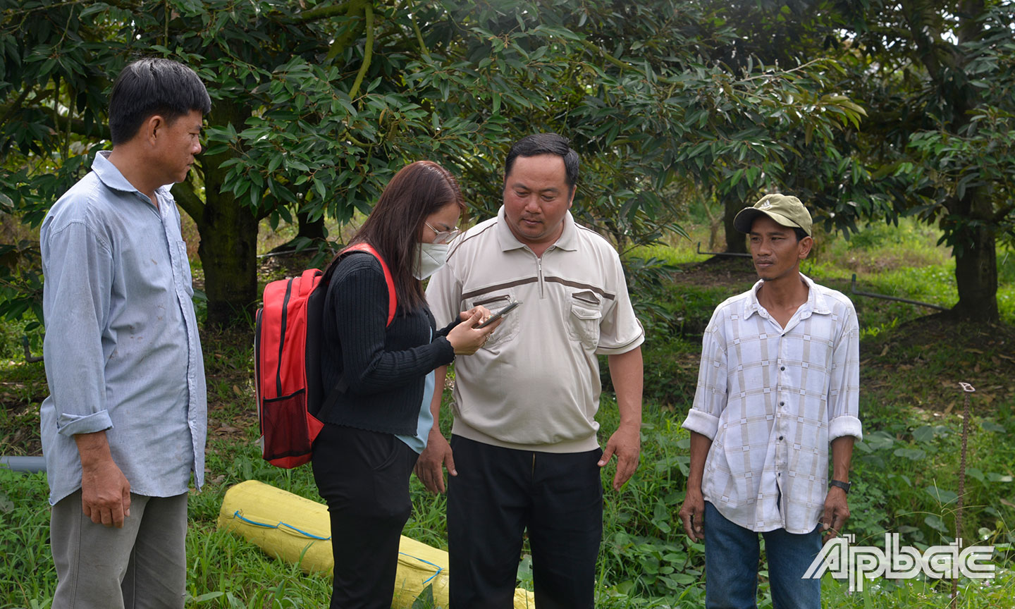 HTX DVNN Phú An khảo sát lập hồ sơ MSVT vườn sầu riêng của hộ dân ở ấp 1, xã Phú An.