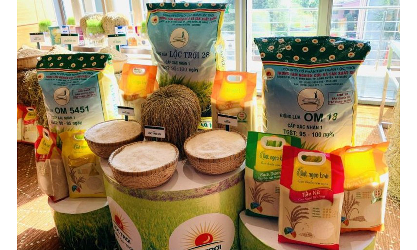 Gạo xuất khẩu đã tập trung vào những giống có chất lượng.