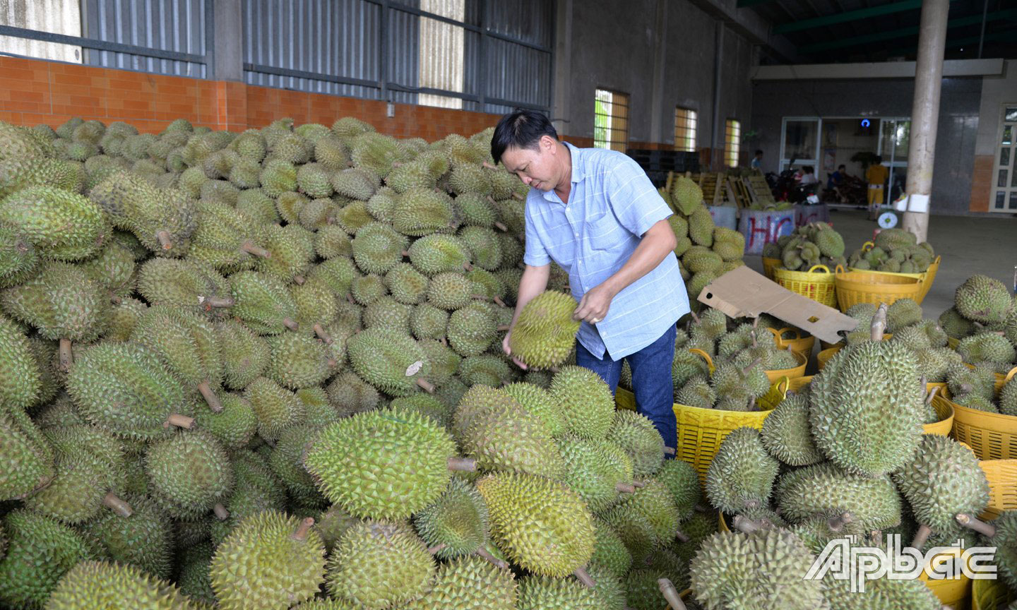 Sầu riêng đang chịu áp lực cạnh tranh khá lớn từ nhiều nước.