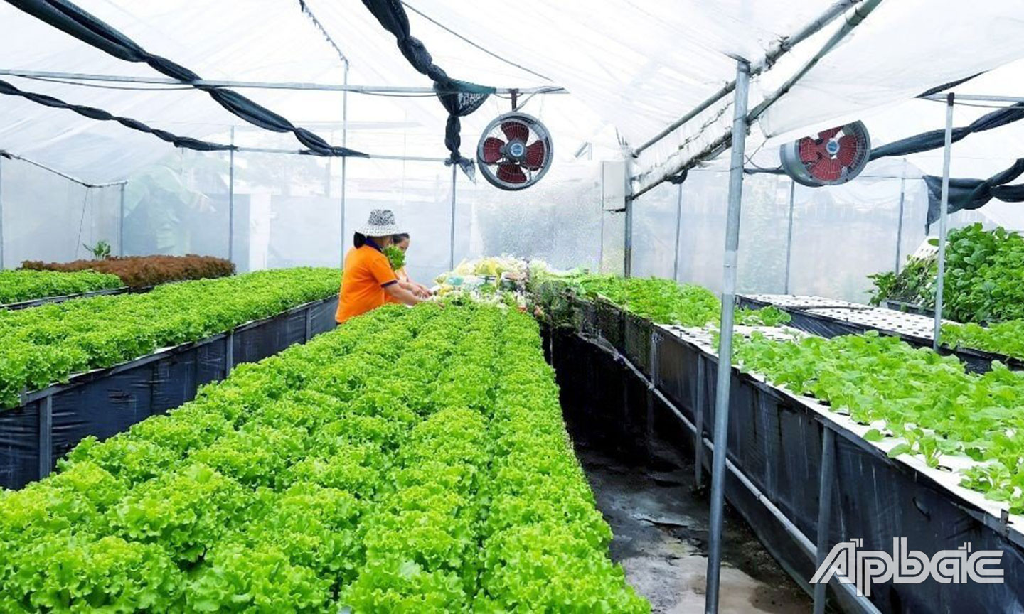 Hệ thống trồng rau bằng phương pháp khí canh mặt ngang áp dụng quy mô trang trại.