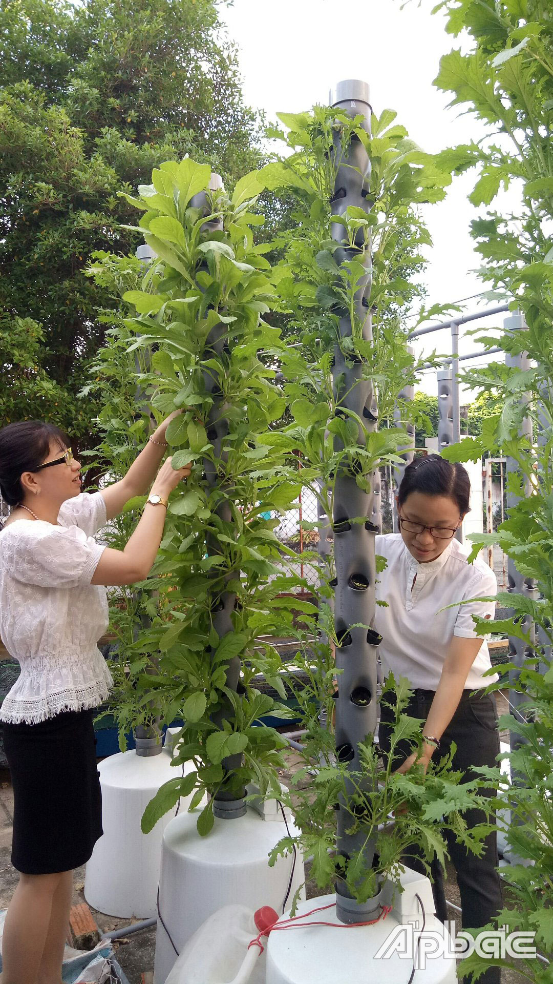 Hệ thống trồng rau bằng phương pháp khí canh mặt ngang áp dụng quy mô trang trại.