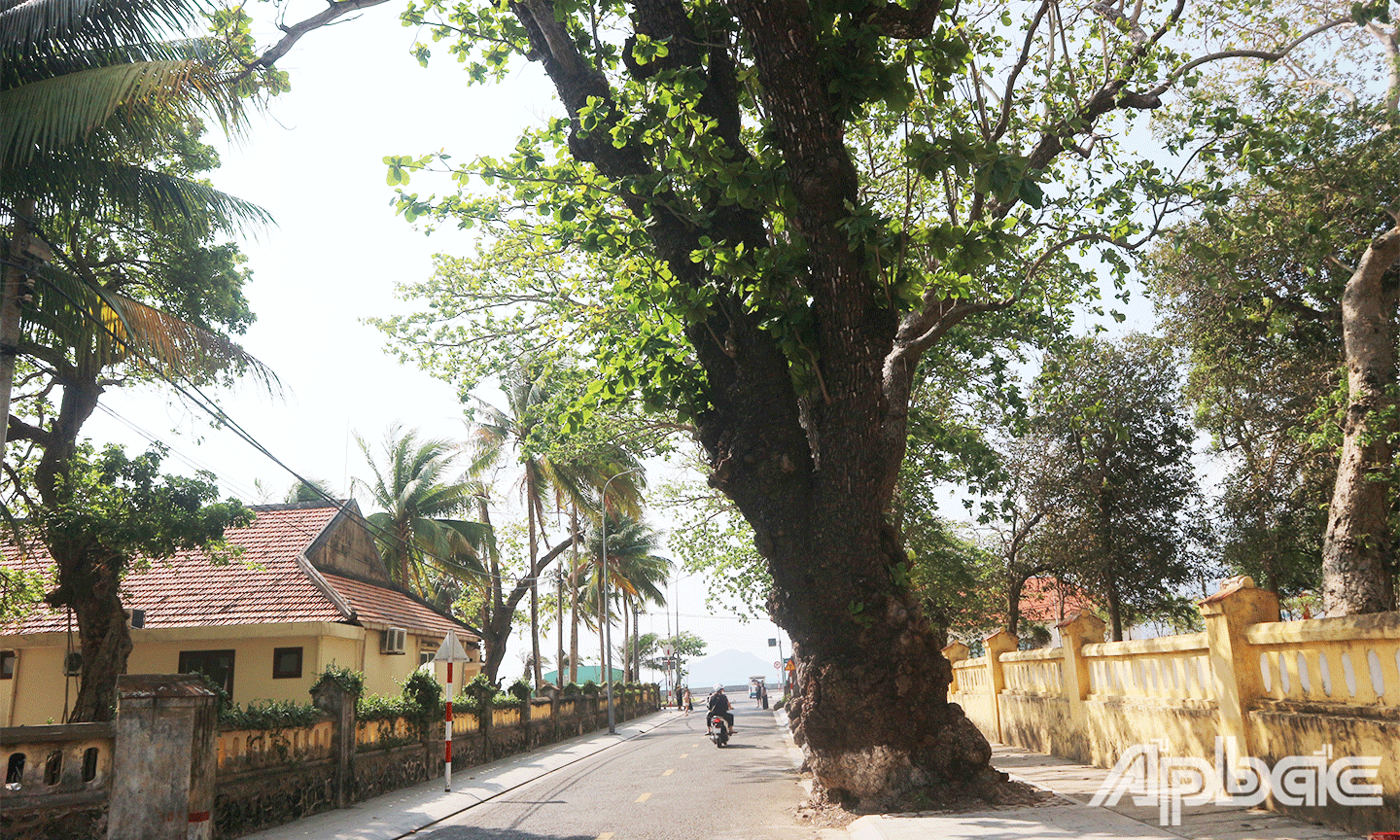 Đường phố tại Thị trấn Côn Đảo thanh bình, nép mình dưới những gốc bàng cổ thụ