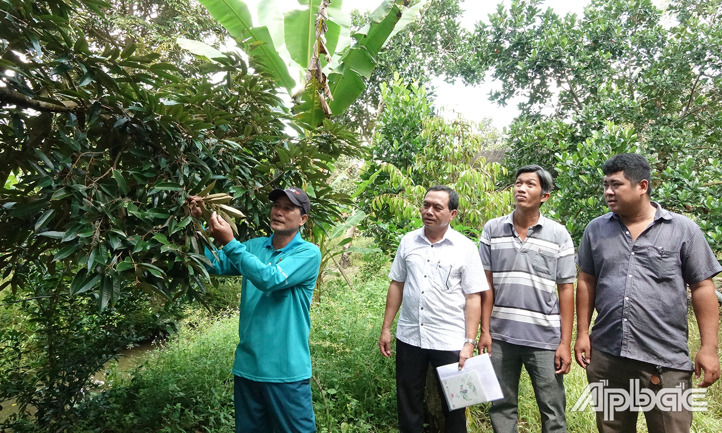 Hợp tác xã Cẩm Sơn khảo sát vườn sầu riêng của thành viên. 	                                                                 Ảnh: QUẾ NGÂN