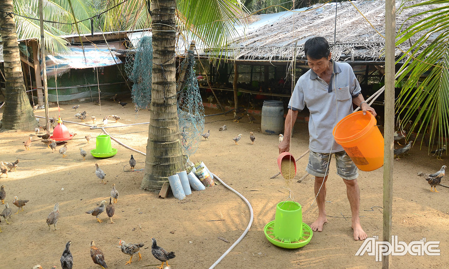 Giá gà thịt nằm ở mức thấp trong thời gian qua.