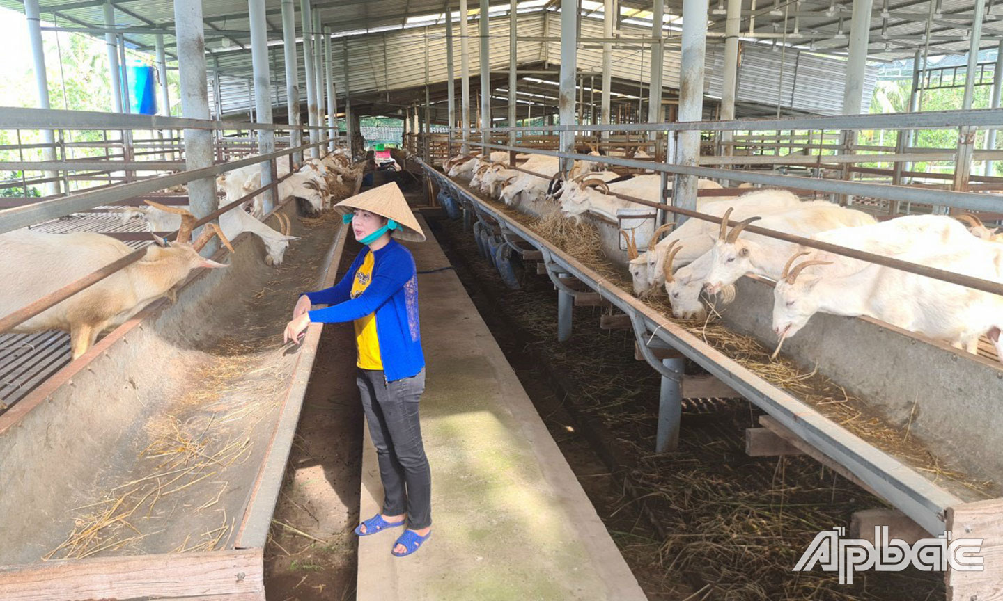 Mô hình nông trại dê sữa của HTX Nông nghiệp Đông Nghi.