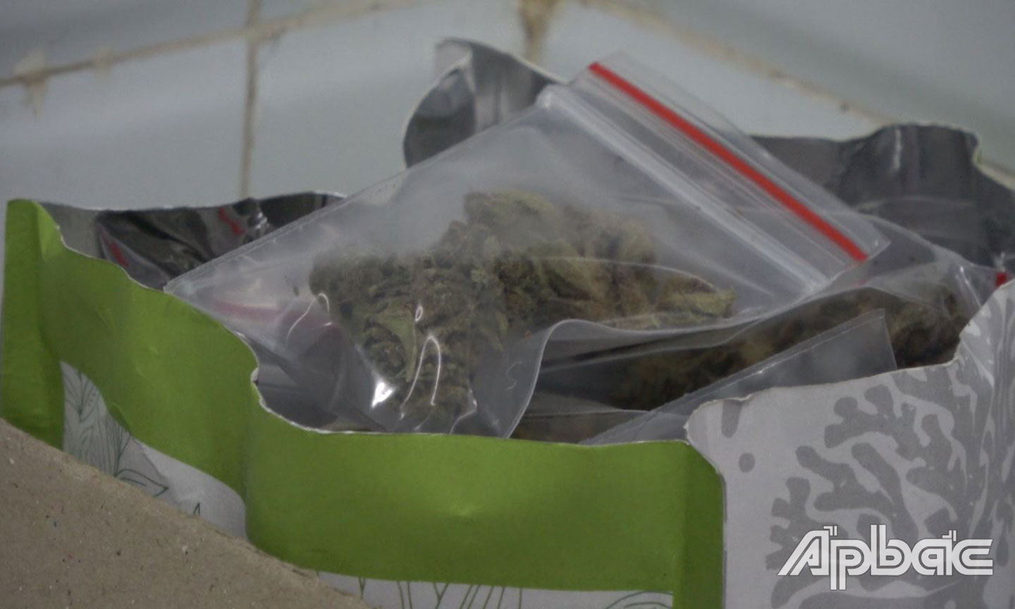 Số cần sa bị thu giữ.