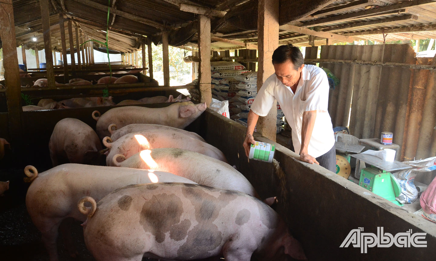 Ông Sĩ khởi nghiệp thành công với nghề nuôi heo.