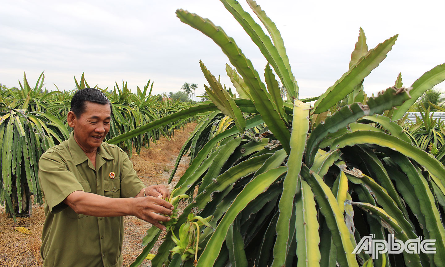 CCB Nguyễn Văn Bé chăm sóc thanh long. 