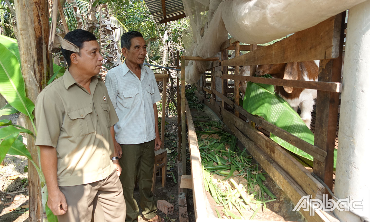 Cựu chiến binh Võ Văn Trường, ấp 5, xã Mỹ Thành Nam nâng cao thu nhập gia đình từ nguồn vốn vay ưu đãi chính sách.