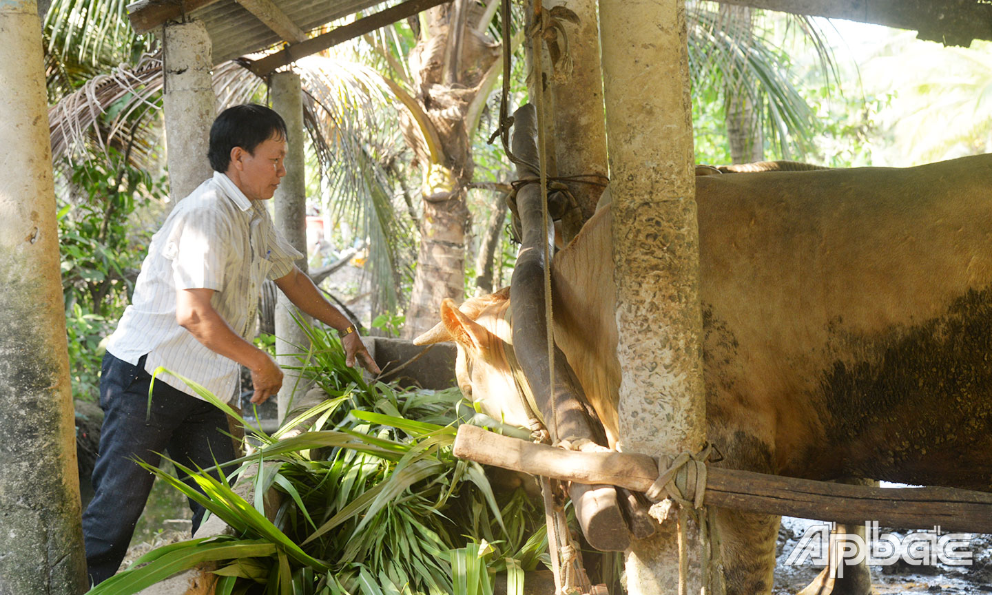 Anh Ràng chăm sóc bò của gia đình.